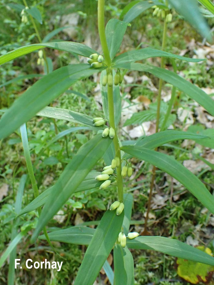 Polygonatum verticillatum